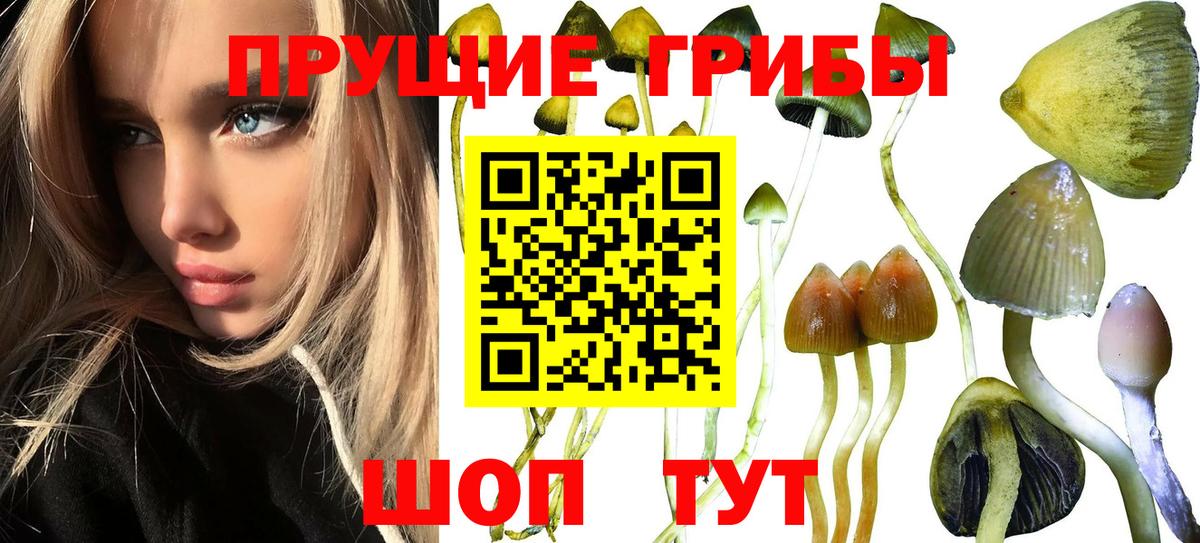 купить наркотик  Псилоцибиновые грибы Psilocybe  Псилоцибиновые грибы Magic Shrooms  Вход с VPN  Благовещенск 